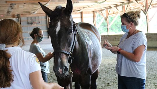Kennebunk community members feeding horse at stables